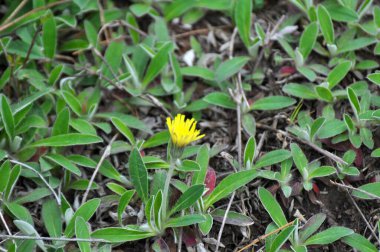 Yabanda yetişen bitkiler arasında Pilosella Ofisi, Hieracium Pilosella