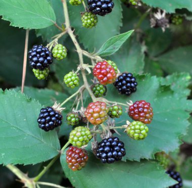 Çalı dalında böğürtlenleri olgunlaştır (Rubus fruticosus)