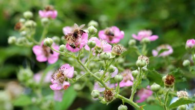 Meyve bahçesinde böğürtlen çalısı açıyor.