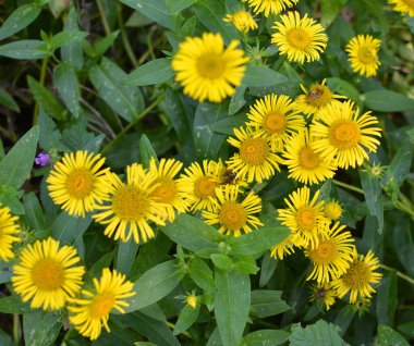 Yazın, vahşi şifalı bitki Inula vahşi doğada çiçek açar.