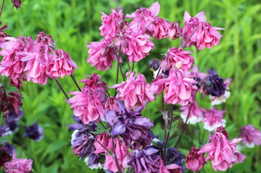 İlkbahar sonu ve yaz başında, Aquilegia vulgaris bahçede çiçek açar.