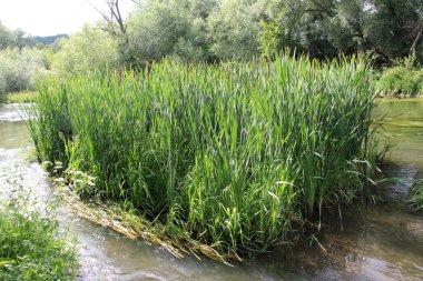 Nehrin kıyısında ve sularda, yem tanecikli gliseria maxima yetişir.
