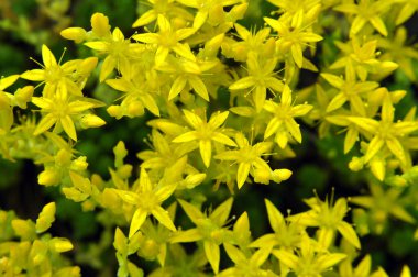 Vahşi doğada kayalık topraklarda Caustic Taşrop (Sedum dönümü) yetişir.