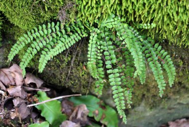 Asplenium trikomanes eğreltiotu ormandaki bir taşın üzerinde yetişir.