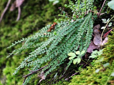 Asplenium trikomanes eğreltiotu ormandaki bir taşın üzerinde yetişir.