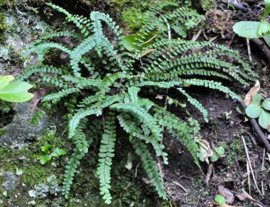 Asplenium trikomanes eğreltiotu ormandaki bir taşın üzerinde yetişir.