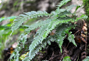 Fern Polypodium vulgare ormandaki bir kayanın üzerinde yetişir.