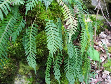 Fern Polypodium vulgare ormandaki bir kayanın üzerinde yetişir.
