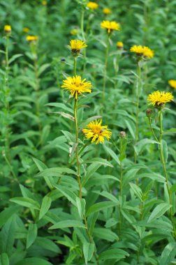 Paskalya ailesinden Pentanema vahşi doğada çiçek açar.