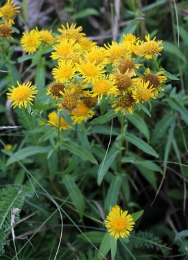 Yazın vahşi ilaç bitkisi Pentanema britannicum (Inula britannica) vahşi doğada çiçek açar.