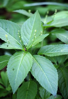 İlkbaharda vahşi Merkür 'de Perennis ormanda yetişir.