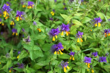 Ormanda ilkbahar çiçek açar melampyrum nemorosum 