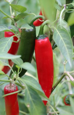 Sıcak kırmızı biber kabukları açık zemindeki bir bitkide yetişir.