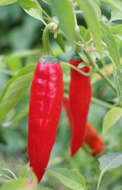 Sıcak kırmızı biber kabukları açık zemindeki bir bitkide yetişir.