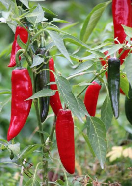 Sıcak kırmızı biber kabukları açık zemindeki bir bitkide yetişir.