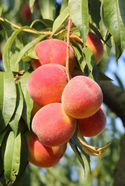 Yeşil yapraklı bir ağacın dalında olgun şeftali meyveleri yetişir.