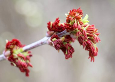 İlkbaharda, doğada akçaağaç (Acer negundo) çiçek açar.