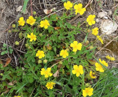 Potentilla incana, Potentilla arenia Sprin 'de yetişir.