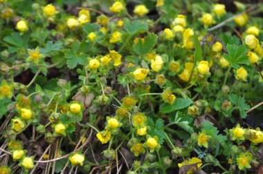 Potentilla incana, Potentilla arenia Sprin 'de yetişir.