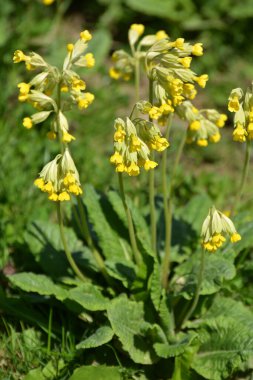 İlkbaharda, Primula veris (Primula veris) vahşi doğada açar.