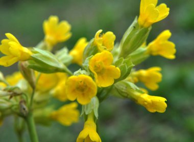 İlkbaharda, Primula veris (Primula veris) vahşi doğada açar.