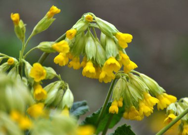 İlkbaharda, Primula veris (Primula veris) vahşi doğada açar.
