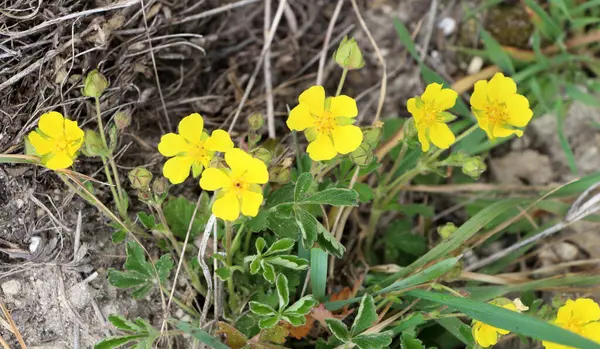 Potentilla incana, Potentilla arenia Sprin 'de yetişir.