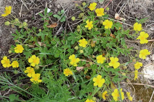 Potentilla incana, Potentilla arenia Sprin 'de yetişir.