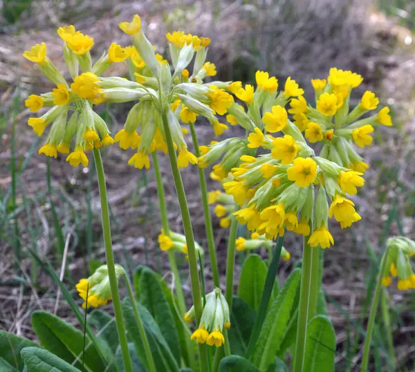İlkbaharda, Primula veris (Primula veris) vahşi doğada açar.