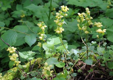 Ormanda ilkbahar, sarı, sağır ısırgan otu (Lamium galeobdolon) açar.