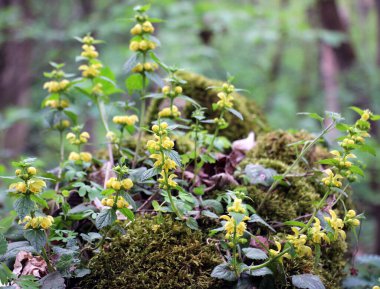 Ormanda ilkbahar, sarı, sağır ısırgan otu (Lamium galeobdolon) açar.