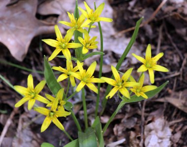 Erken bahar bitkisi Gagea Lutea ormanda açar.