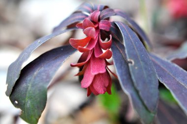 İlkbaharda ormanda yabani otlar yetişir (Euphorbia amigdaloides) 