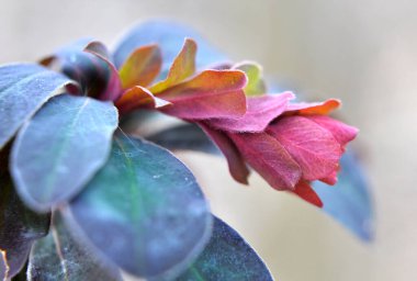 İlkbaharda ormanda yabani otlar yetişir (Euphorbia amigdaloides) 