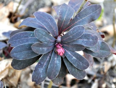 İlkbaharda ormanda yabani otlar yetişir (Euphorbia amigdaloides) 