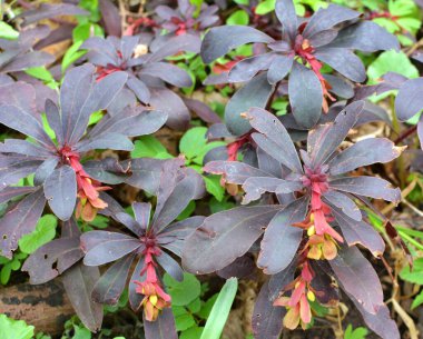 İlkbaharda ormanda yabani otlar yetişir (Euphorbia amigdaloides) 