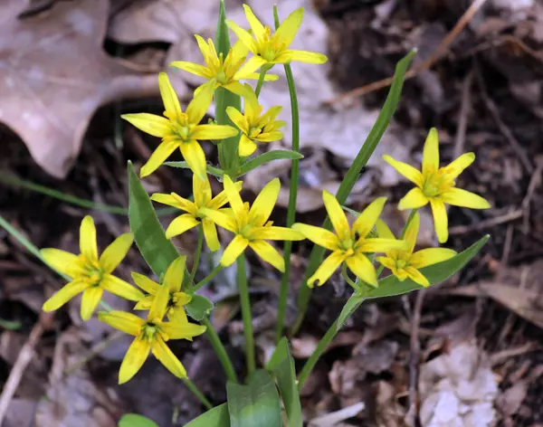 Erken bahar bitkisi Gagea Lutea ormanda açar.