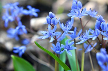 İlkbaharda vahşi ormanda karlar açar bifoliat (Scilla bifolia)