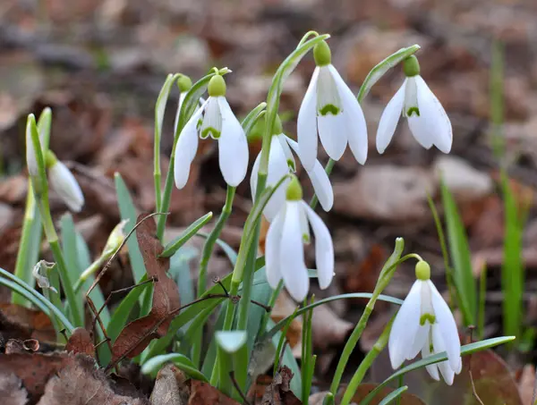 Ormanda ilkbahar karlarında (Galanthus nivalis) çiçek açar.