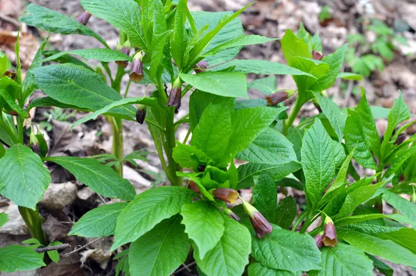 Ormandaki ilkbaharda nadir bulunan Scopolia Carniolica bitkisi çiçek açar.