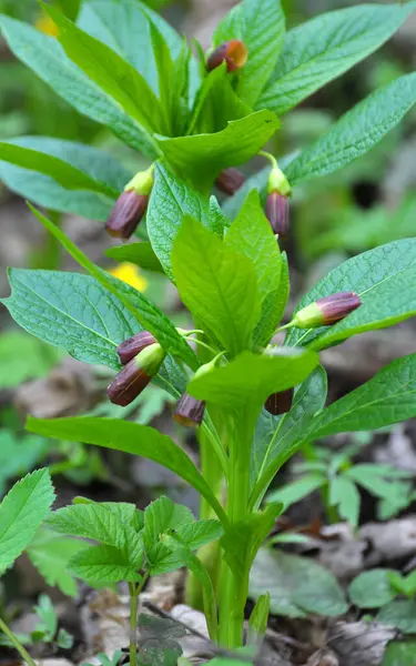 Ormandaki ilkbaharda nadir bulunan Scopolia Carniolica bitkisi çiçek açar.
