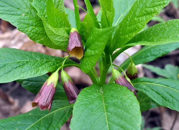 Ormandaki ilkbaharda nadir bulunan Scopolia Carniolica bitkisi çiçek açar.