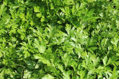 Maydanoz bahçedeki açık organik toprakta yetişir.