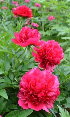 Bahçede çiçek tarhında şakayık çiçekleri