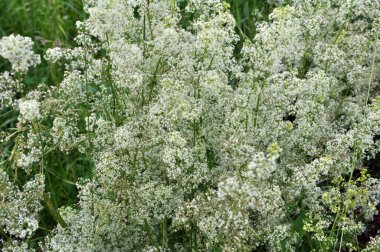 Galyum doğada bir çayırda yetişir.