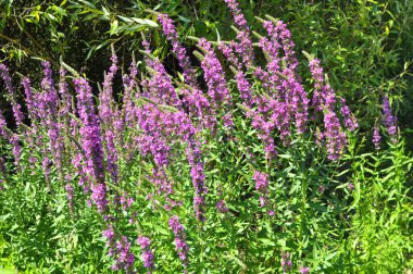 Lythrum salikarisi vahşi doğada, nehir kıyısında ve ıslak yerlerde yetişir.
