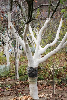 Whitewash of fruit trees in the orchard for protection against pests and sunburn.