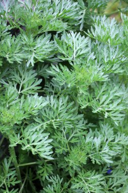 Acı pelin otu (Artemisia absinthium) vahşi doğada yetişir.