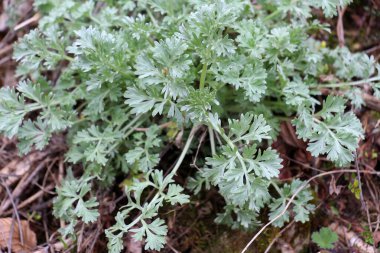 Acı pelin otu (Artemisia absinthium) vahşi doğada yetişir.
