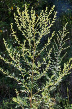 Wormwood (Artemisia vulgaris) doğada büyür.